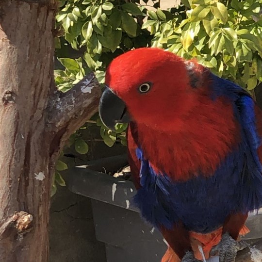 Ruby female Eclectus Parrot lost 22 dec